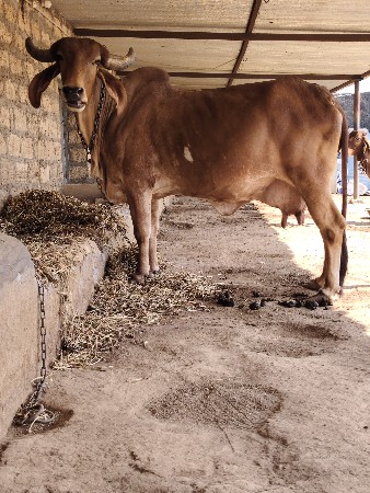 थंबनेल 2