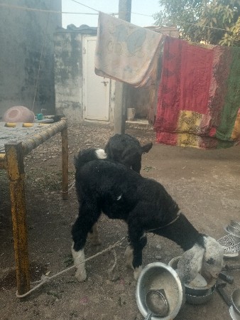 થંબનેલ 3