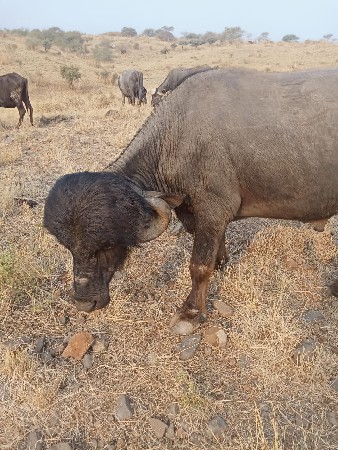 પાડો વેચવાનો સે