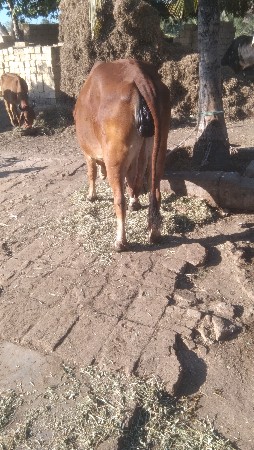 ગીર ગાય વેચવાની છે