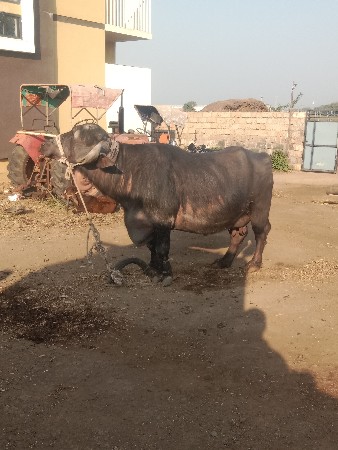 थंबनेल 2