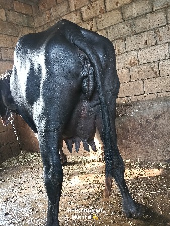 ભેંશ વેચવાની છે