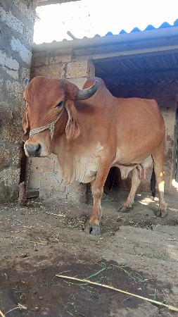 थंबनेल 2