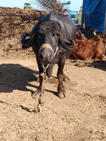 2 જુ વેતર ,25 દિવસ થયા વ્યાણી