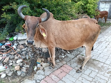 દેશી ગાય