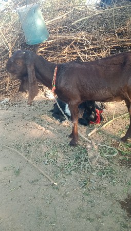 थंबनेल 2