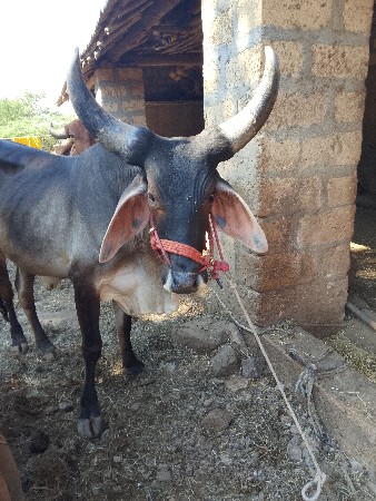 थंबनेल 2