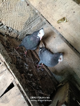 ૨૦ કબૂતર નો લોટ