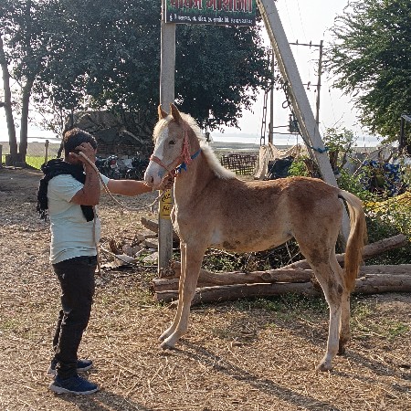 थंबनेल 2