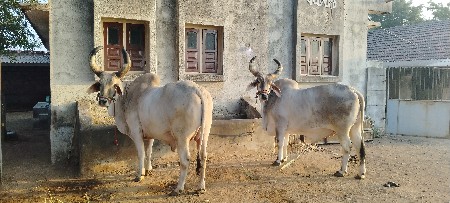 બળદ બેસવાના છે