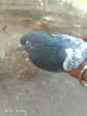 थंबनेल 2