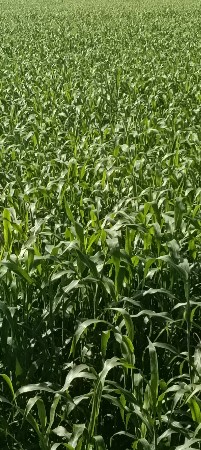 ગુધરી ઉભેઉભી દેવાની છે