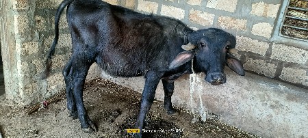 પાડો વેશવાનો છે