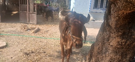 थंबनेल 3