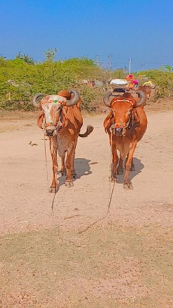 थंबनेल 3