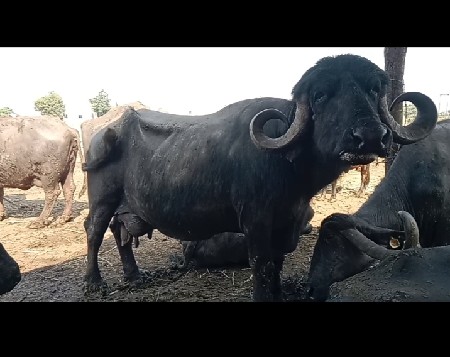 બે ભેસો એક પાડો