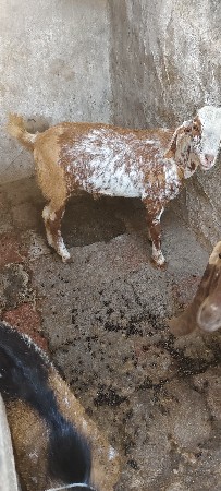 પતિ રો બકરો દેવાનો છે