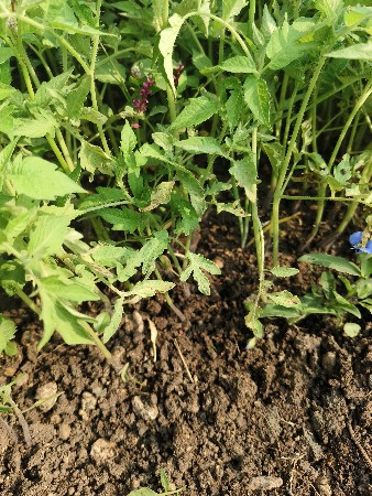 थंबनेल 2