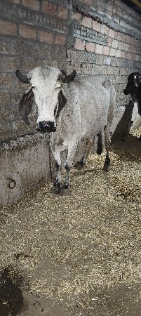 ગીર લીલડી ગાય વૅશવાની છૅ