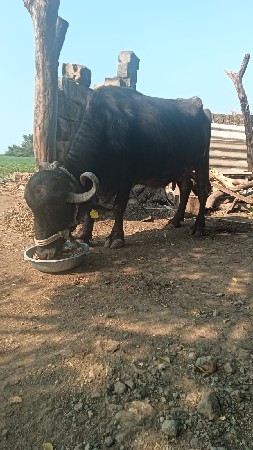 વેચવાની છે