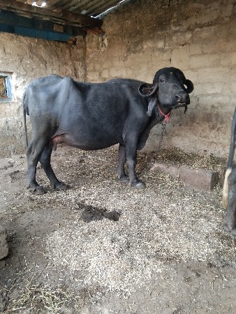 2,3. દિવસ ની વાર સે