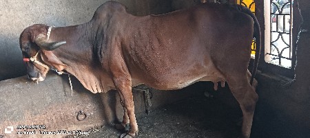 थंबनेल 2