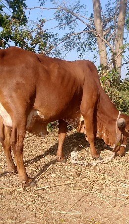 थंबनेल 2