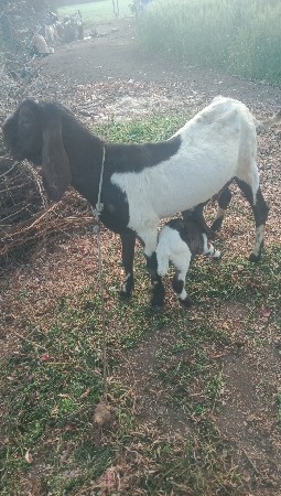 थंबनेल 3