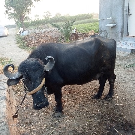 ભેંસ વેચવાની છે
