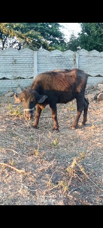 થંબનેલ 4