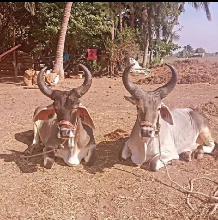 આ બળદ વેચવાના છે