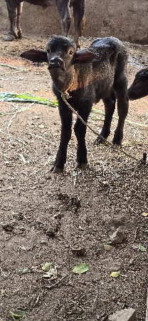 थंबनेल 5