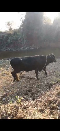 SF કૉર્સ ગાય છે 2 ગાય છે