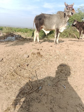 थंबनेल 3