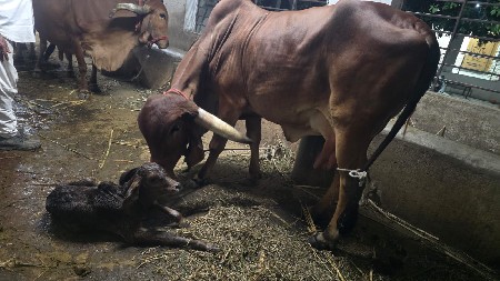 थंबनेल 3