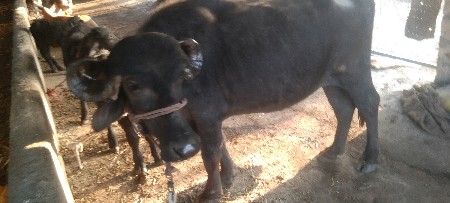 આખડેલી વેચવાની છે