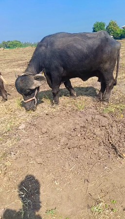 થંબનેલ 2