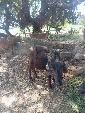 પાડી વેચવાની છે