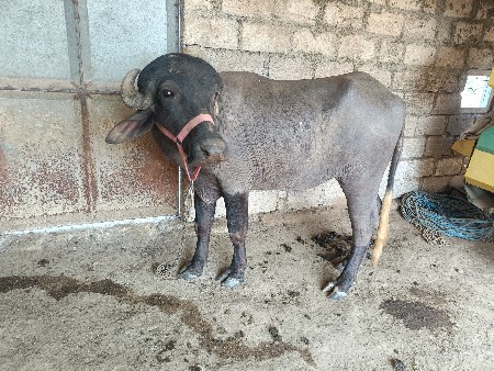 थंबनेल 2