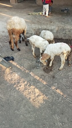 थंबनेल 3