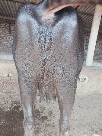 બીજી વેતર છે