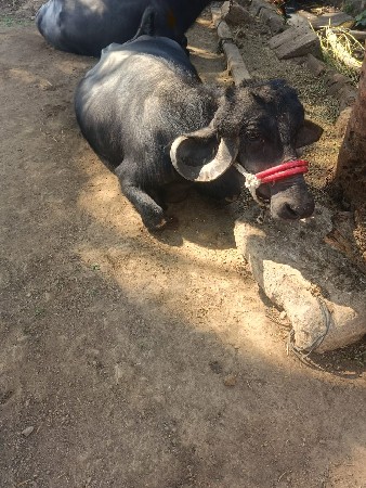 ખડેલિ  વેચવાની  છે