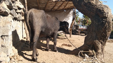 gam jamnagar jila mahmudpur