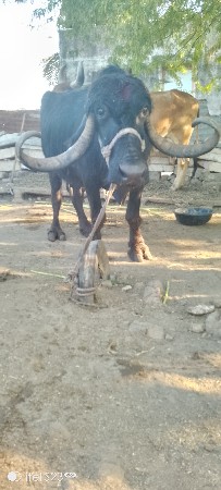 ભેસ વેસવાની છે