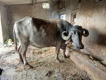 ભેંસ ત્રીજુ વેતર ગાભણી