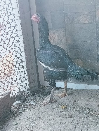 थंबनेल 3