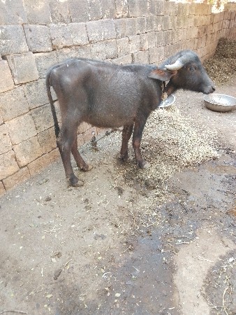 2 pada 1 padi vechavani chhe