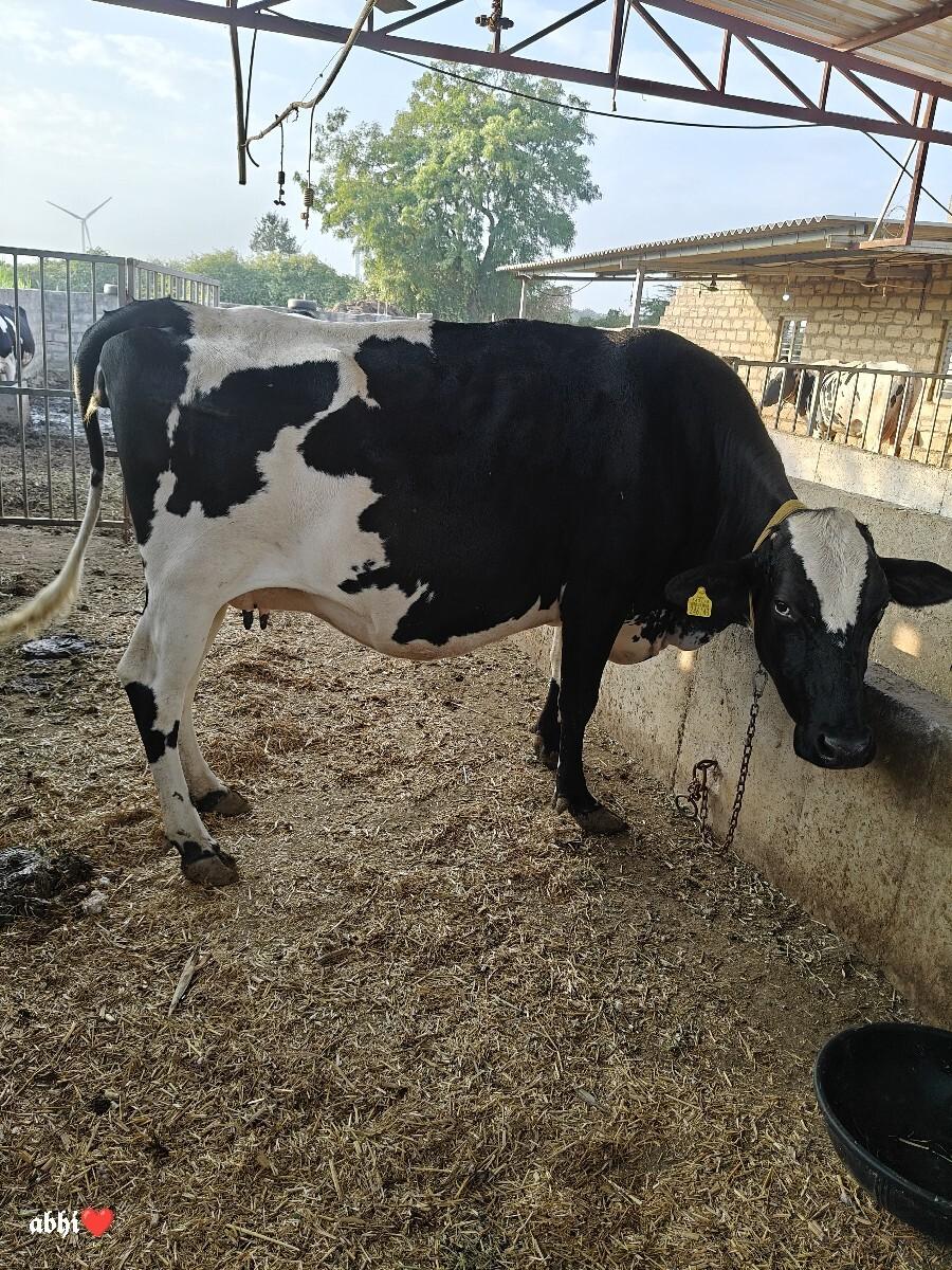 HF ગાય વેચવાની છે