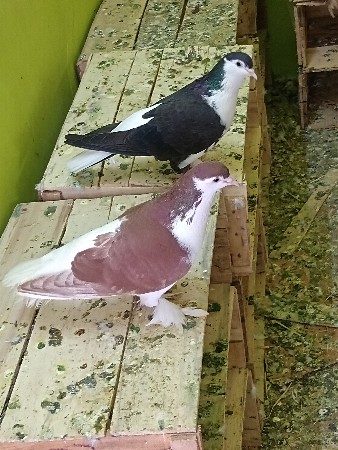 સીરાજી‌ ની‌ બે જોડી દેવાની છે