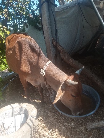 જરશી ગાય